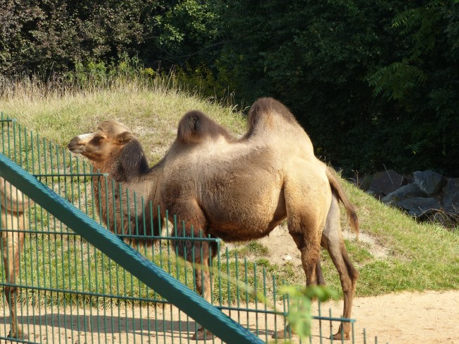 ZOO a botanická zahrada v Plzni
