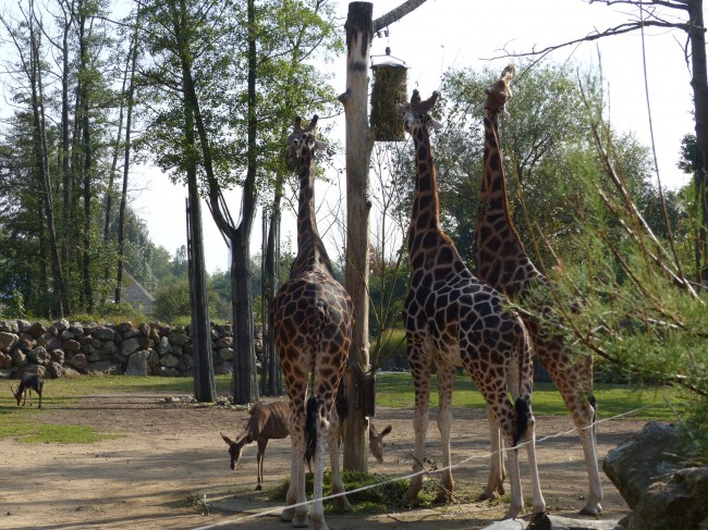 Víkend s návštěvou ZOO a BZ Plzeň